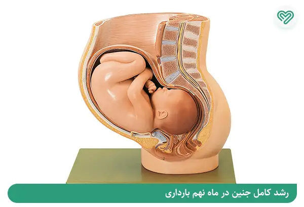 وضعیت جنین در آخرین ماه حاملگی