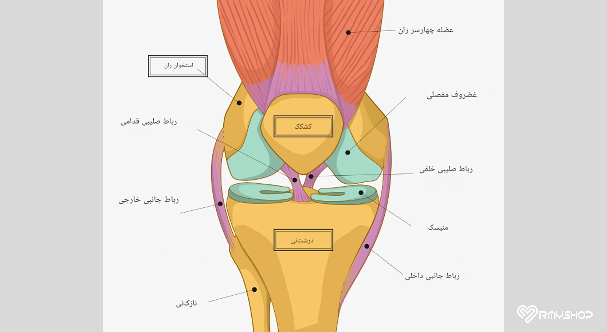 آناتومی زانو